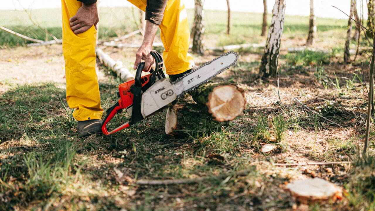 The Steps Involved in Our Tree Care Process in Jones Creek, TX